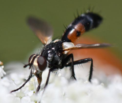 Cylindromyia sp.